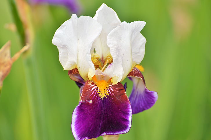 Iris, virág, liliom, Blossom, Bloom, Nősziromfélék, növény