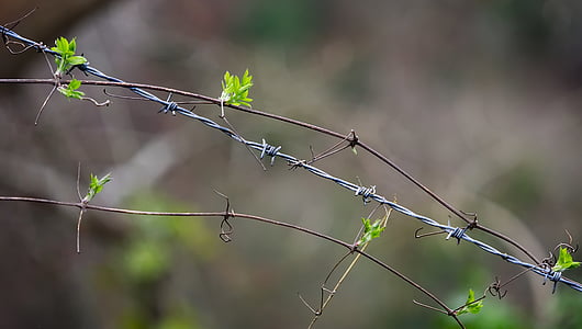 barbed, wire, plant, entwined, entangled, mimic, mimicry