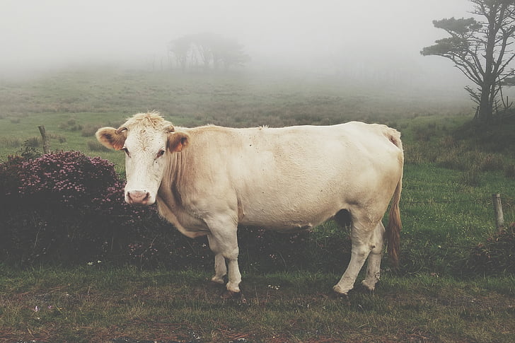 krava, zviera, mlieko, farma, uši, stádo, biela