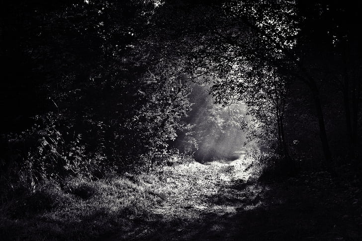 Woods, sökväg, skogen, mörka, natt, ljus, spooky