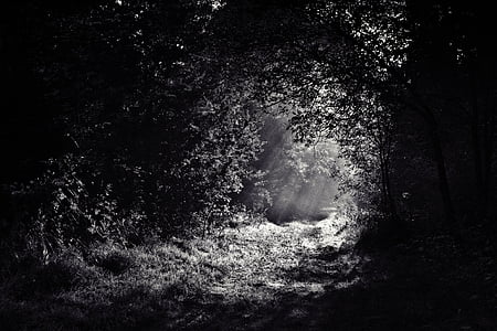 woods, path, forest, dark, night, light, spooky