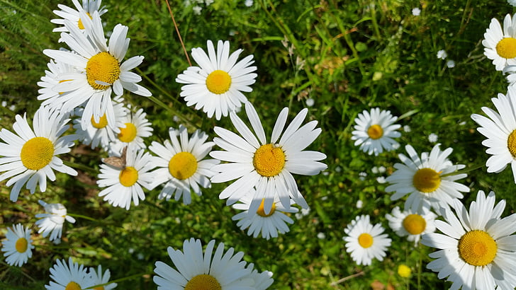 daisy, flower, summer