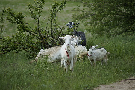 kambing, hewan peliharaan, padang rumput, kambing, anak-anak, pertanian, pertanian