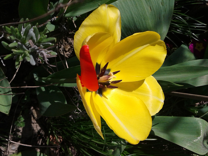 Tulip, amarillo, flor, floración, primavera, rojo, naturaleza