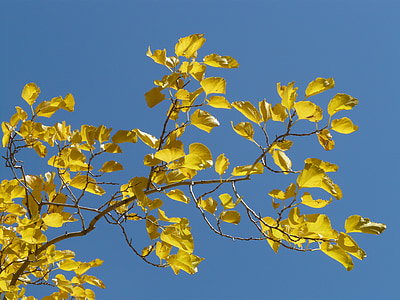 automne, coloré, feuilles, jaune, Or, peuplier, feuilles de peuplier