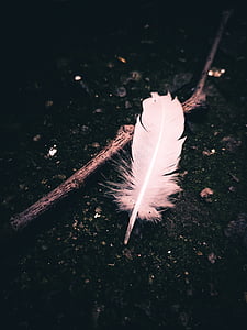 close-up, dark, feather, outdoors, soil, stick, white