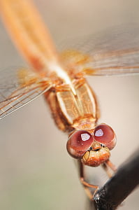 libellule, macro, portrait d’insectes, yeux rouges, Madagascar, animal, faune