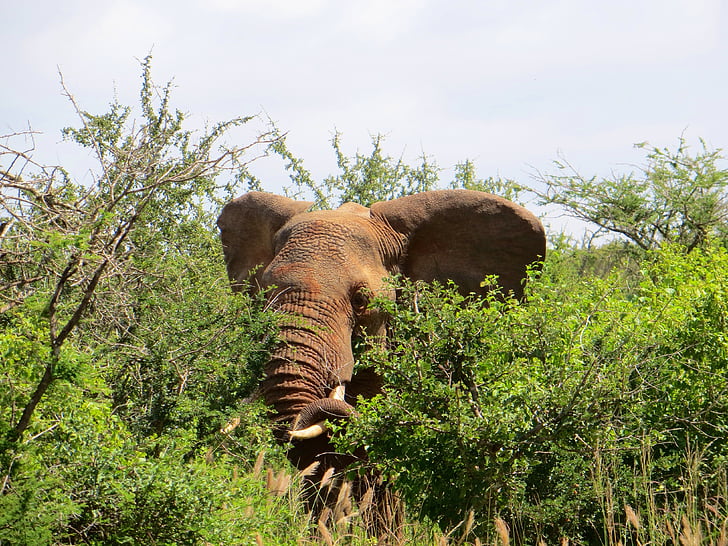 elefánt, állat, Safari, Afrika, nemzeti park, vadon élő állatok, természet