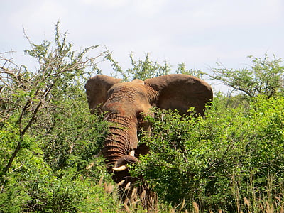 elephant, animal, safari, africa, national park, wildlife, nature