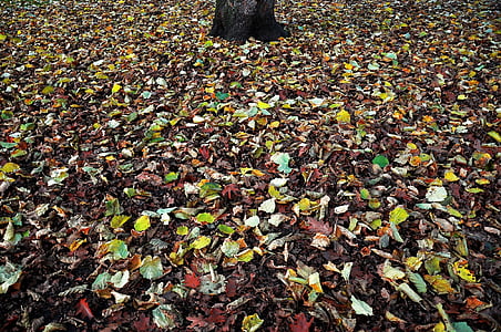 φύλλα, το φθινόπωρο, πτώση, φύση, εποχιακές, πολύχρωμο, έδαφος