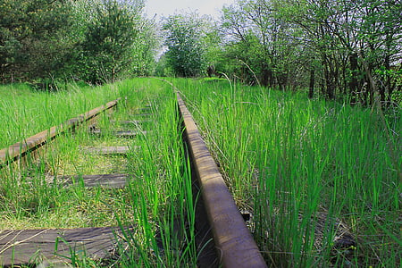tracks, forest, green, spring, vegetation, grass