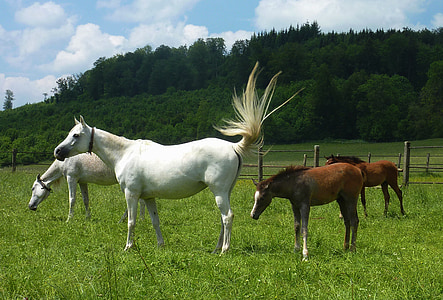 konji, životinje, konjski, stabla, priroda, izvan, nebo