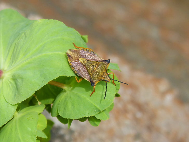 Ich Pentatomid, Dolycoris baccarum, Käfer, Insekt, Blume, Detail, Antennen