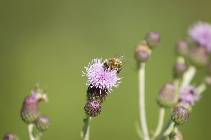flower, blossom, bloom, insect, bee, honey, thistle