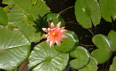 lily air, Lily, Nymphaea, persik cahaya, bunga, nymphaeaceae, Kolam