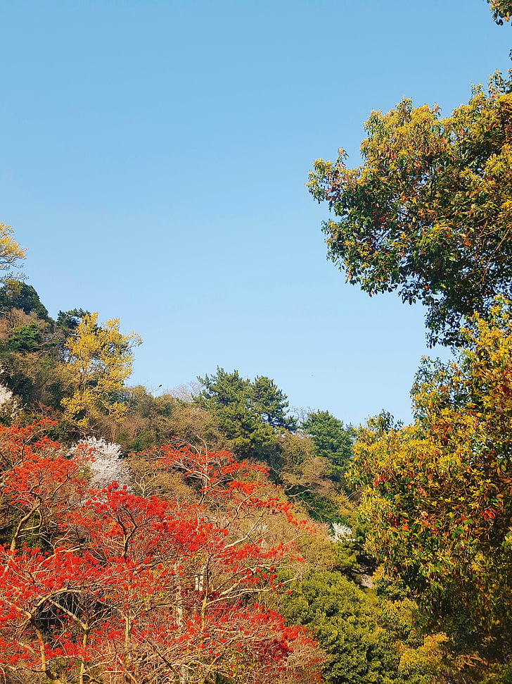 Luonto, Metsä, taivas, Jeju island, sininen, puu, Syksy