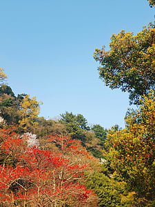 ธรรมชาติ, ป่า, ท้องฟ้า, เกาะเชจู, สีฟ้า, ต้นไม้, ฤดูใบไม้ร่วง