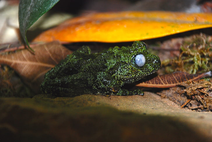 frog, green, zoo, green frog, close, high