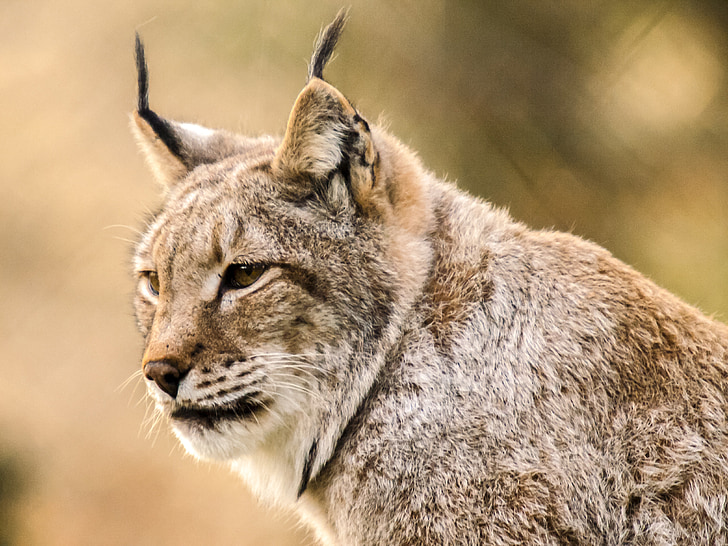 Lynx, mammifère, animal, nature, faune, animaux à l’état sauvage, carnivore