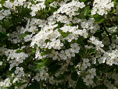 flor de pera, pera, flor, floración, Blanco, árbol, primavera