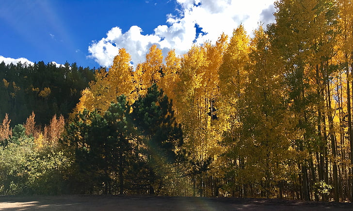 Herbst, Blätter, Baum, fallen, Natur, Blatt, gelb