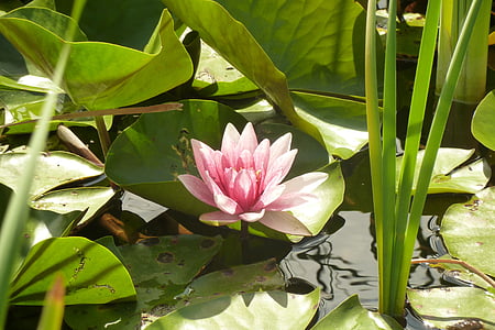 water lilies, pink, pond, lake rose, nuphar, aquatic plants