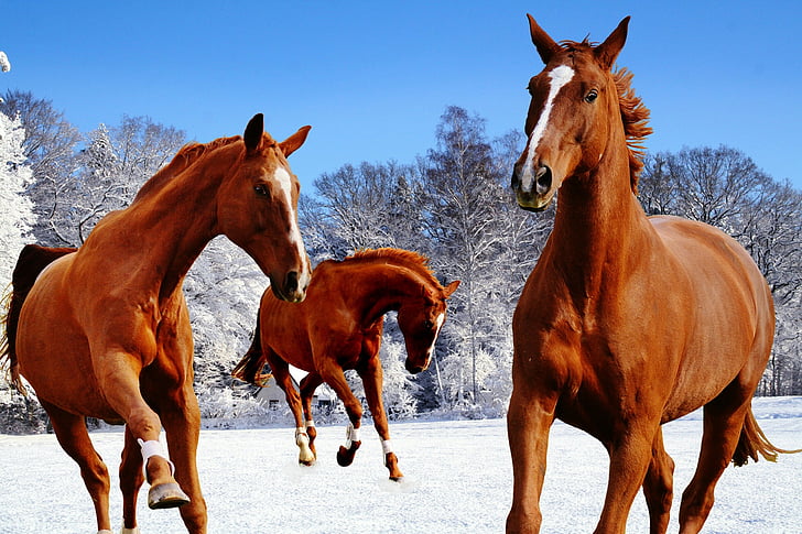 konie, Sprzęgło, zimowe, śnieg, Zagraj, Paddock, chłodny