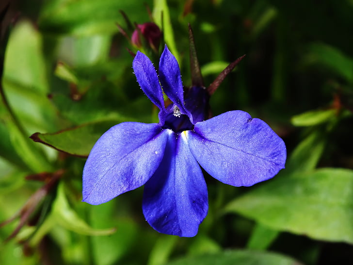 flower, blooming, blue, grass, macro, ears, saturation