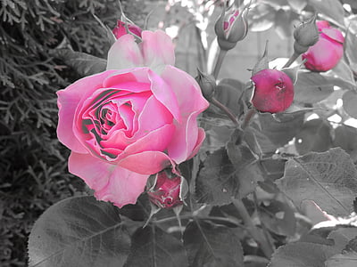 tõusis, roosi aed, õis, Bloom, roosa lill, Sulgege, Rose pere