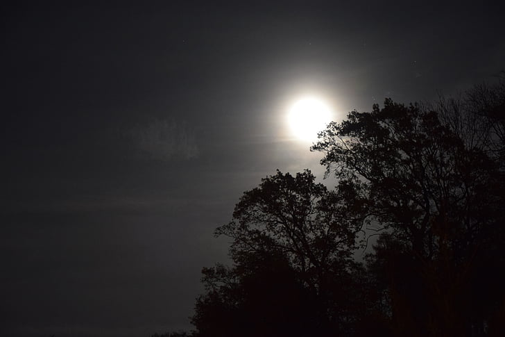 naktī, mēness, koki, mēness gaisma, debesis, ēna, daba