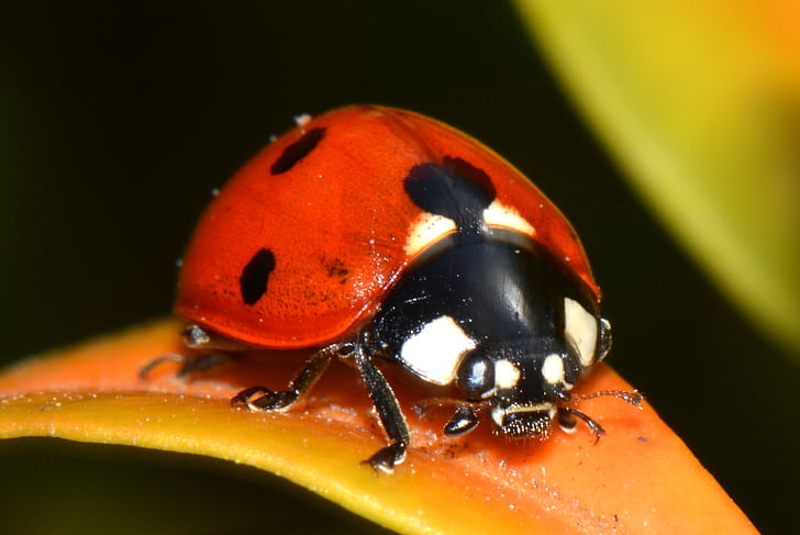 coccinelle, nature, bug