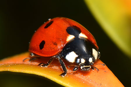 Ladybug, natura, bug-ul