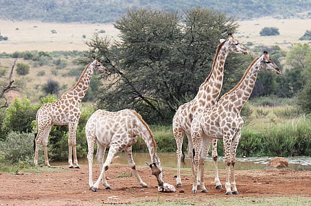 zsiráfok, Dél-Afrika, vadonban, Safari, zsiráf, Afrika, nemzeti park