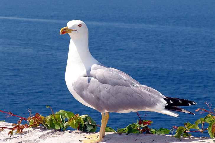 seagull, bird, sea, water bird, animal, coast, close