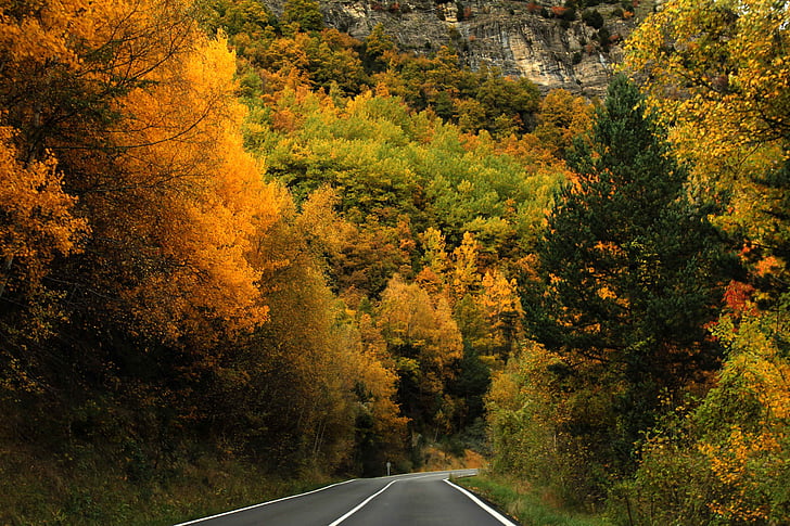 bosque, árboles, otoño, naturaleza, carretera, colores, hojas