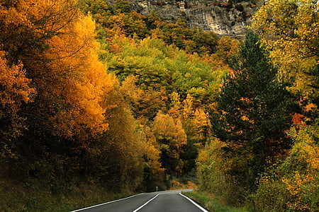 Les, stromy, podzim, Příroda, cesta, barvy, listy