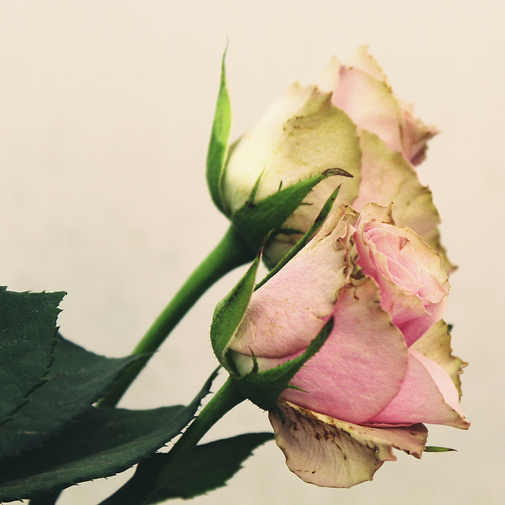 τριαντάφυλλα, ροζ, λουλούδι, ροζ τριαντάφυλλο, άνθος, άνθιση, φυτό