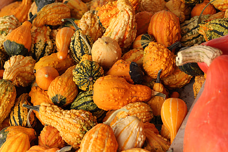 gourds, fall, harvest