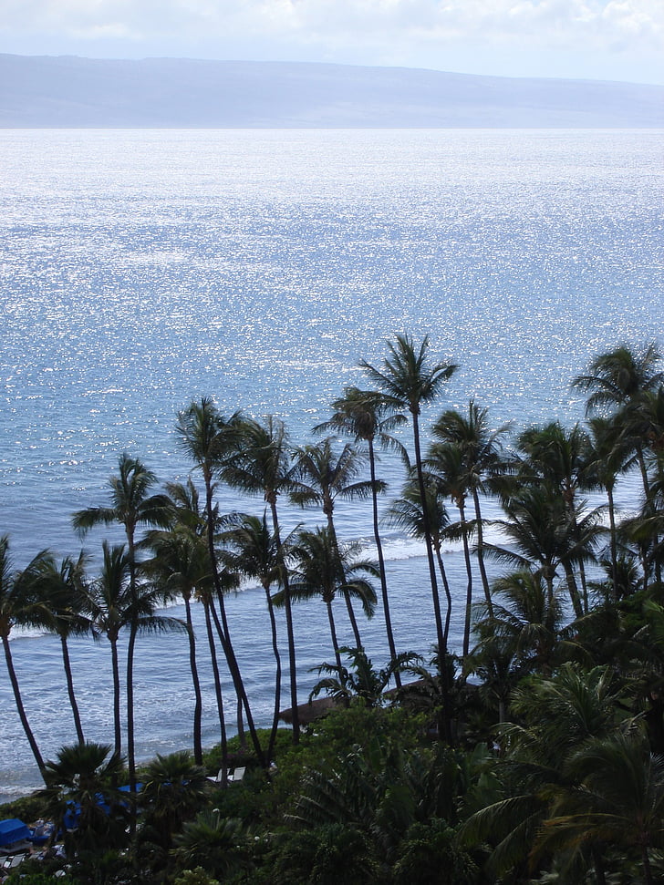 Hawaii, palmeres, platja, platja, Palma, illa, platja de sorra