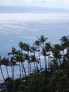 Hawaii, palmeres, platja, platja, Palma, illa, platja de sorra