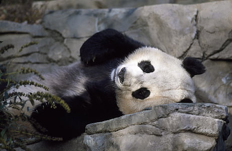 Panda, Bjørn, dyrehage, søt, dyreliv, Kina, Asia
