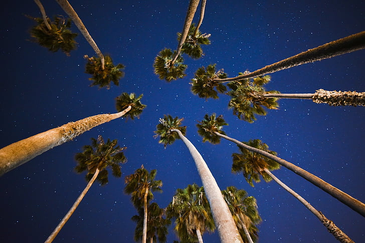 palmas, zila, debesis, zvaigznes, naktī, vakarā, daba