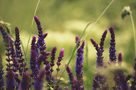 natuur, paars, blauw, lavendel, groei, plant, bloem