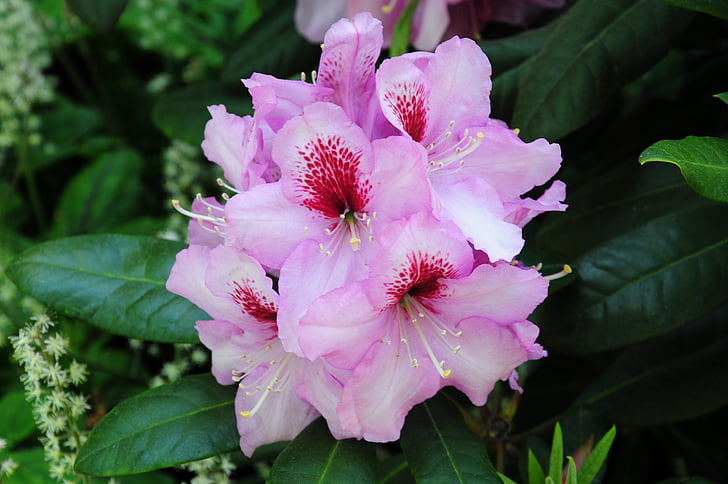 rhododendron, plant, flowers, nature, pink
