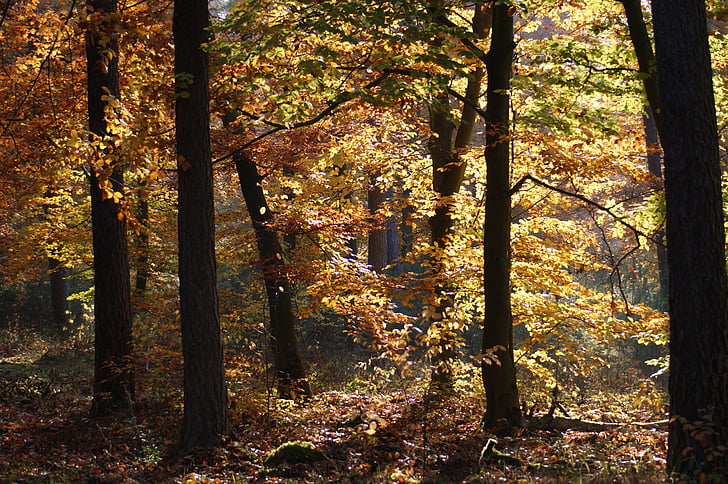 Есен, гора, дървета, далеч, природата, листа, есента цвят