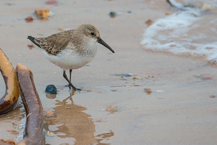 Bécasseau sanderling, oiseau, Calidris alba, Helgoland, oiseaux d’eau, plage, mer