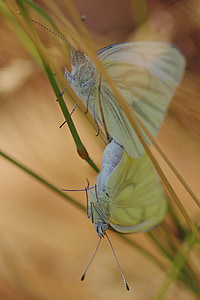 metulj, bela, insektov, seznanjanje, narave, snošaj, nekaj