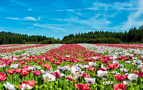 Papoila, campo de papoulas, flor, flores, campo, paisagem, vermelho