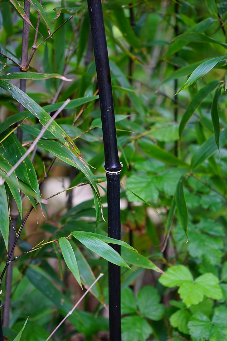 must suhkruroo bambusest, vars, sõlm, lehed, bambusest, phyllostachys nigra, must