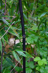 bambú negre canya, tija, nus, fulles, bambú, Phyllostachys nigra, negre